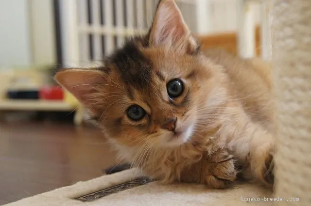 ID：1911-00793の子猫