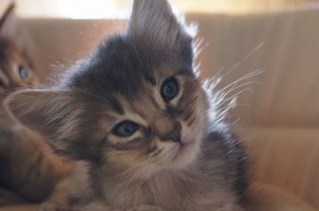 ソマリ【栃木県・男の子・2019年12月3日・ブルー】の写真「濃いめの綺麗なブルー被毛です」