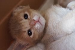 ソマリ【栃木県・女の子・2016年2月6日・フォーン】の写真「」