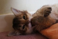 ソマリ【栃木県・女の子・2016年12月2日・ルディ】の写真「」