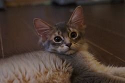 ソマリ【栃木県・男の子・2016年2月5日・ブルー】の写真「」
