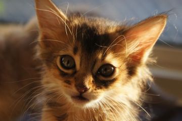 ソマリ【栃木県・男の子・2018年8月28日・ルディ】の写真「元気に成長して居ります。」