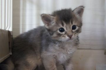 ソマリ【栃木県・男の子・2020年5月26日・ブルー】の写真「お目目の大きな可愛らしい仔に成長中です。」