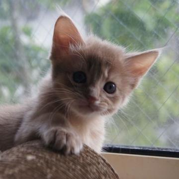 ソマリ【栃木県・女の子・2022年7月4日・フォーン】の写真「とっても懐っこい女の子です。」