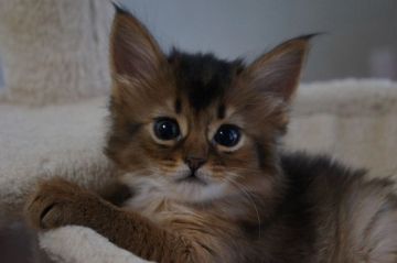 ソマリ【栃木県・女の子・2022年2月5日・ルディ】の写真「可愛らしいお顔です。」