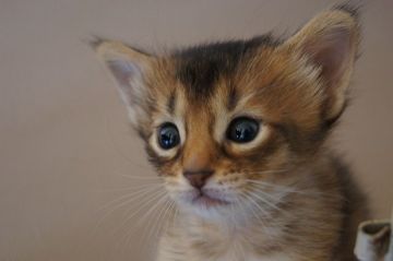 ソマリ【栃木県・男の子・2015年10月8日・ルディ】の写真「」