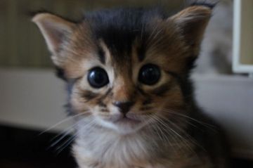 ソマリ【栃木県・男の子・2020年5月26日・ルディ】の写真「濃いめの被毛です」