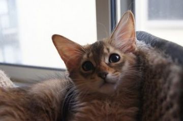 ソマリ【栃木県・女の子・2016年7月4日・ルディ】の写真「」