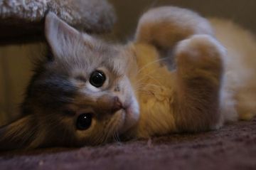 ソマリ【栃木県・女の子・2015年4月17日・ブルー】の写真「」