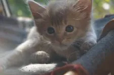 ソマリ【栃木県・女の子・2019年10月2日・フォーン】の写真4