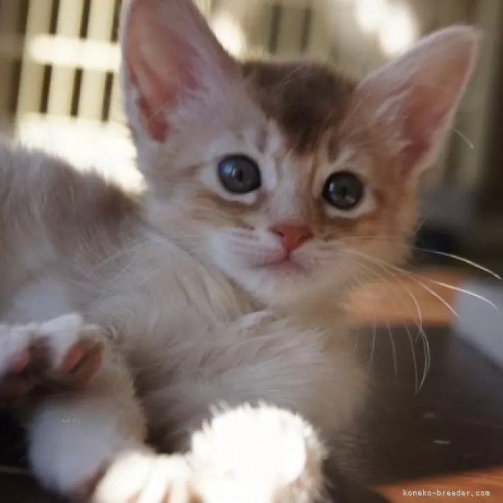 ID：2502-01502の子猫