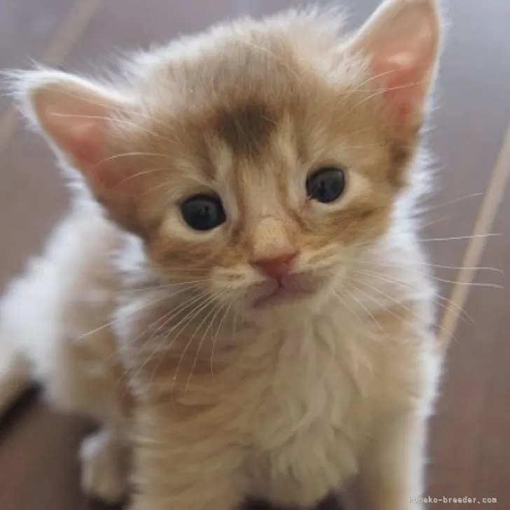 ID：2501-01369の子猫