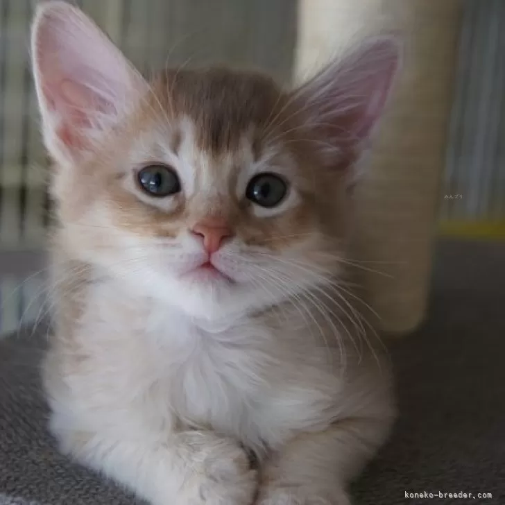 ID：2501-01292の子猫