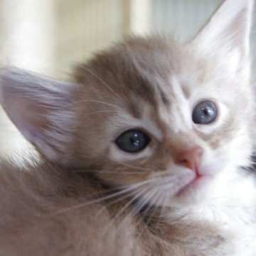 神奈川県のソマリのブリーダーを探す｜みんなの子猫ブリーダー