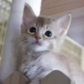 ソマリ