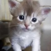 ソマリ