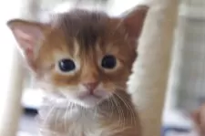 ソマリ【栃木県・女の子・2025年7月5日・レッド】の写真2