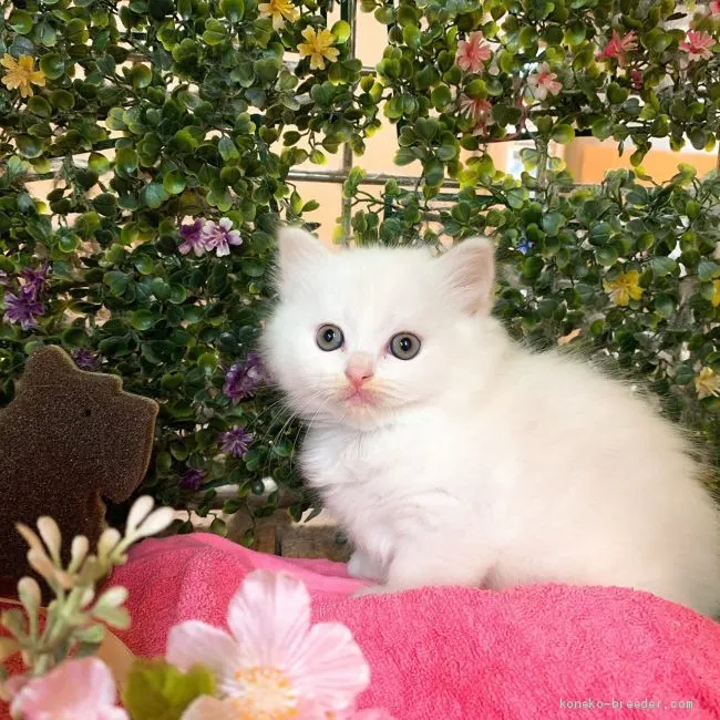 ID：2003-01584の子猫