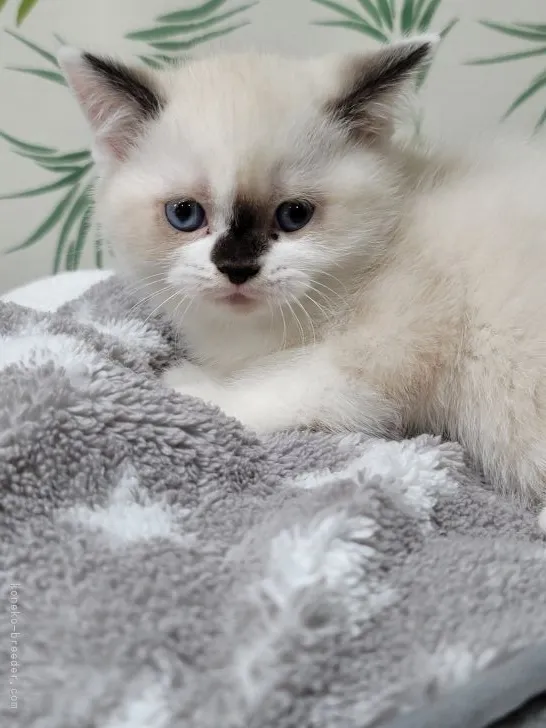 ID：2105-00083の子猫