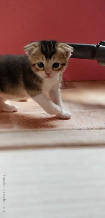ID:1808-00785の子猫