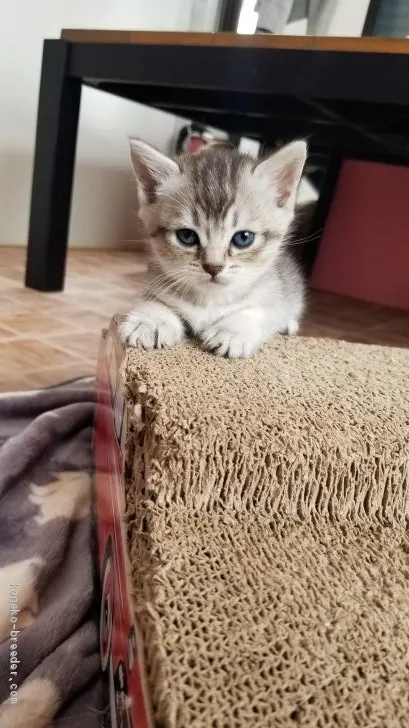 ID:1909-00826の子猫