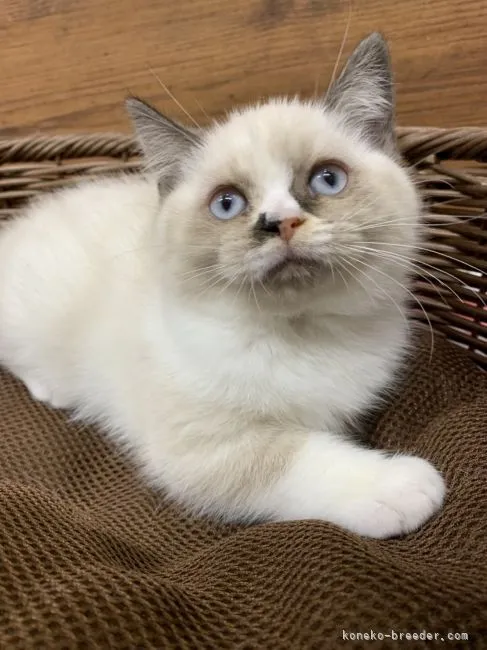 ブリティッシュショートヘア【東京都・女の子・2021年8月9日・ブルーポイントトーティー】の写真1「10/29撮影」