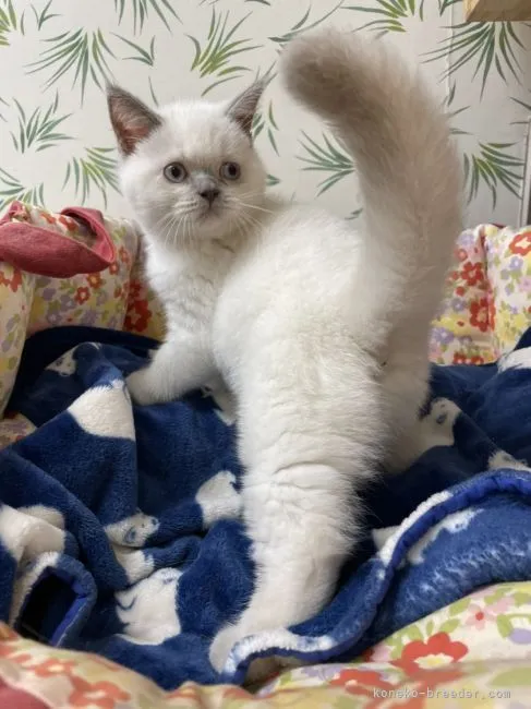 ID：2210-02984の子猫