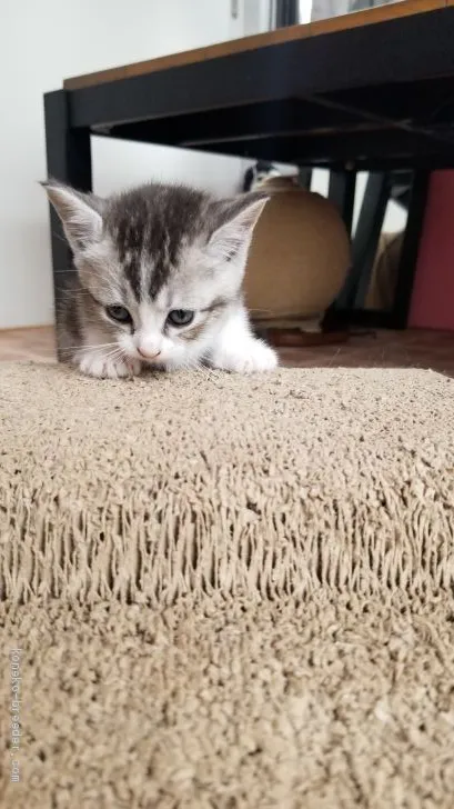 ID:1909-00824の子猫