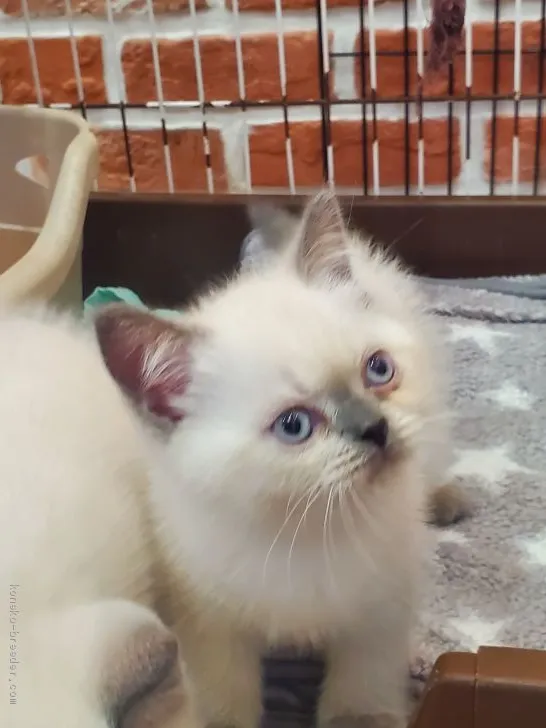 ID：2010-00214の子猫