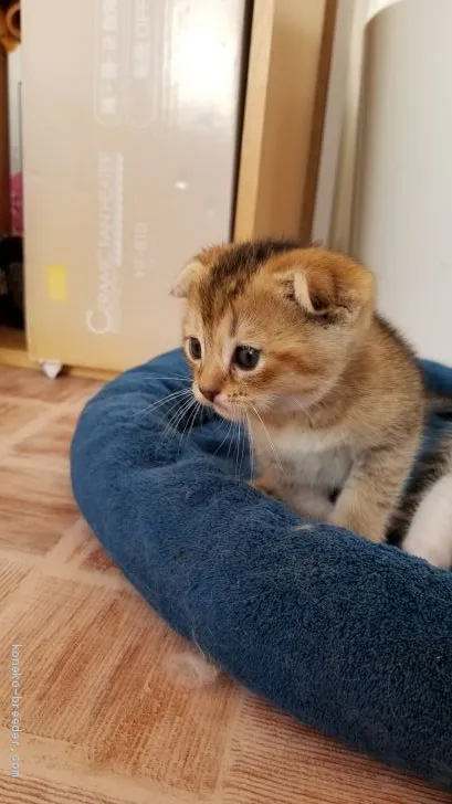 ID:1907-00626の子猫
