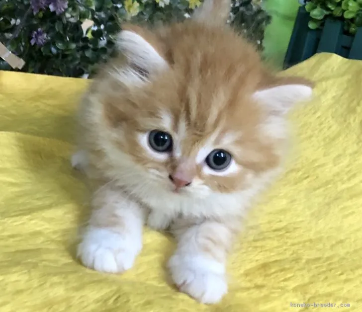 A.M 様のお迎えした子猫