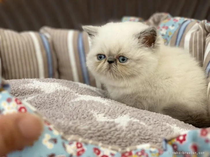 ID：2208-00788の子猫