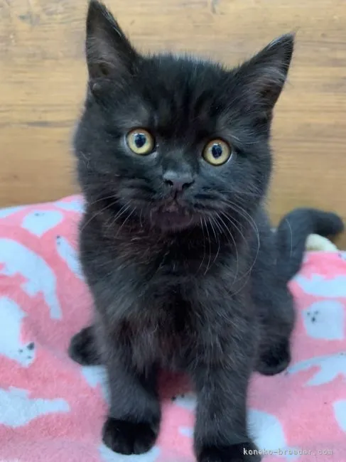 ID：2109-02082の子猫