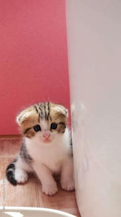 ID：1907-00625の子猫