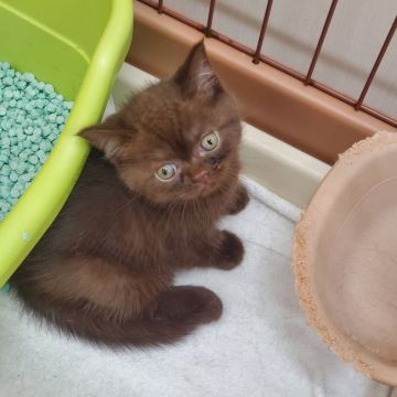 ブリティッシュショートヘア【東京都・男の子・2020年8月8日・チョコレート】の写真「ちょっとおとぼけな感じです。」