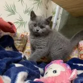 ブリティッシュショートヘア【東京都・男の子・2023年3月9日・ブルー】の写真1