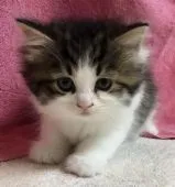 サイベリアン【東京都・女の子・2019年11月8日・ブラウンタビー&ホワイト】の写真1「生後45日撮影」