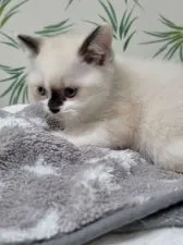 ブリティッシュショートヘア【東京都・男の子・2021年3月15日・チョコポイント】の写真2