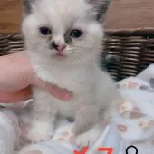 ブリティッシュショートヘア【東京都・女の子・2021年8月9日・ブルーポイントトーティー】の写真3