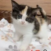 ブリティッシュショートヘア【東京都・女の子・2021年8月9日・キャリコ】の写真3