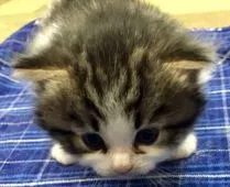 サイベリアン【東京都・女の子・2019年11月8日・ブラウンタビー&ホワイト】の写真4「生体20日撮影」