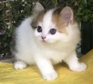 ラガマフィン【東京都・女の子・2020年3月25日・キャリコ(三毛)】の写真5「生後45日撮影」