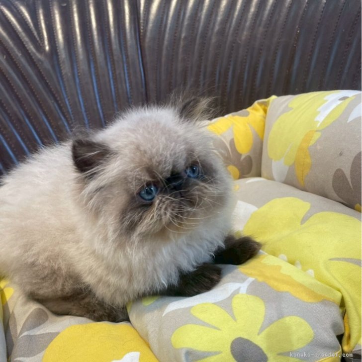 中古】 純血種猫の飼い方 ペルシャ，ヒマラヤン，バーマン