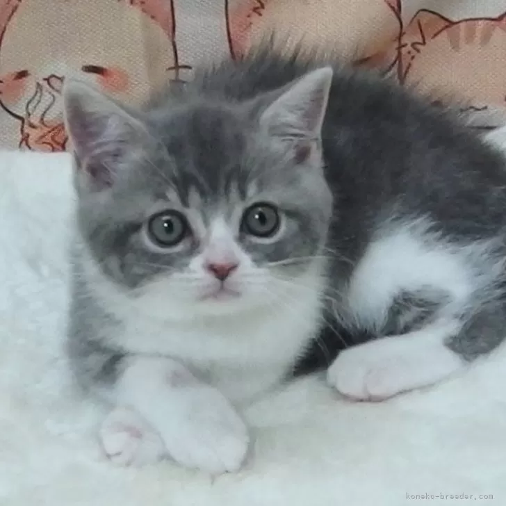 ID:2408-02849の子猫