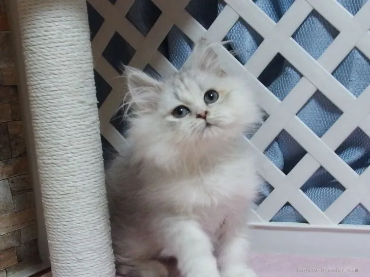 ID：2101-00131の子猫