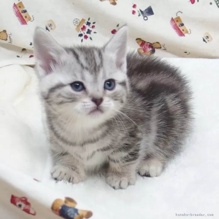 ID:2405-00782の子猫