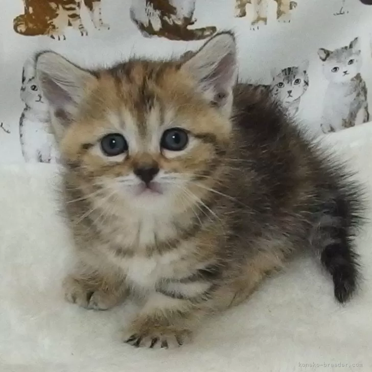 ID:2409-00580の子猫