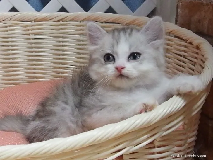 ID:1908-00188の子猫