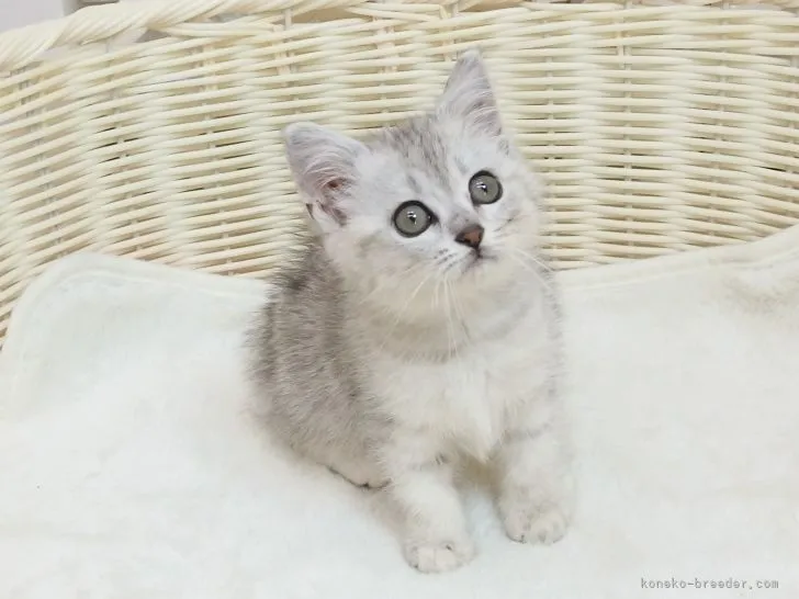 まなみ 様のお迎えした子猫