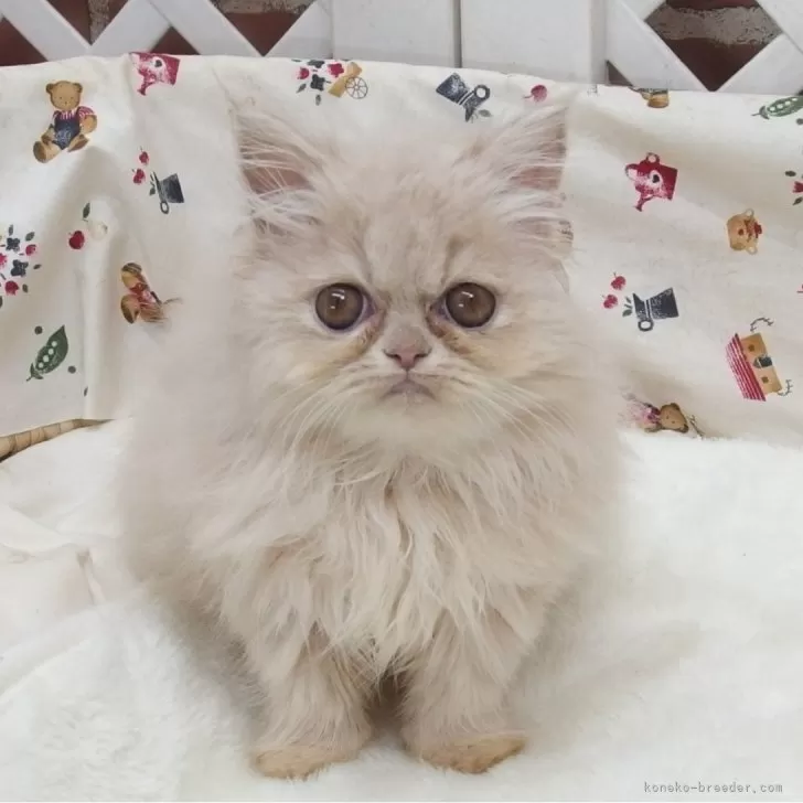 ID：2403-00233の子猫